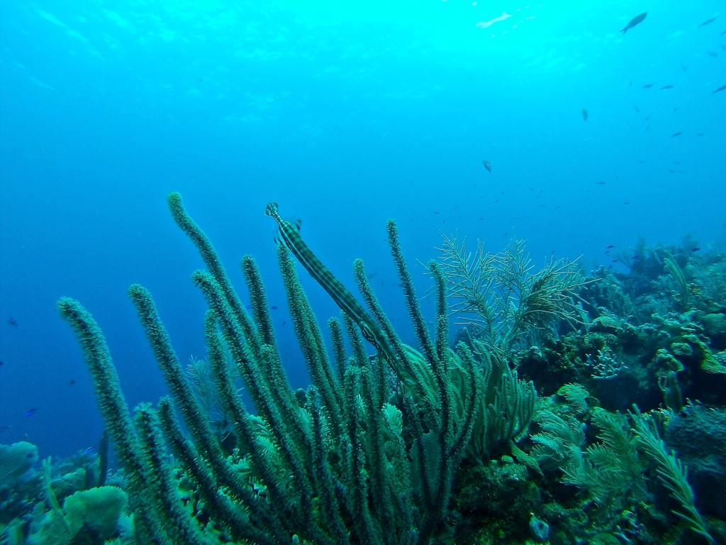 Book a scuba diving trip to Honduras!